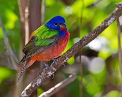 painted Bunting