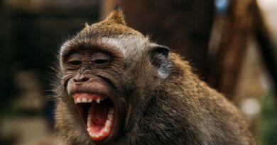 OMS hace un llamado y exhorta que «No debemos matar a los animales por la viruela del mono»