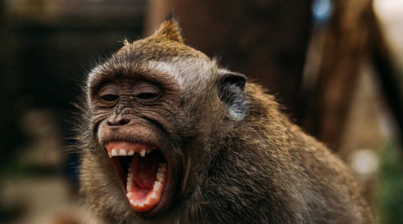 OMS hace un llamado y exhorta que «No debemos matar a los animales por la viruela del mono»