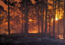 Unas 20 mil hectáreas  de bosque se habrían perdido en criminal incendio en El Hatillo