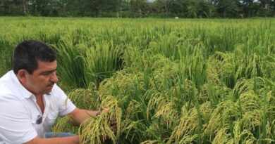 Autoridades de la Sag buscan impulsar producción de arroz en el país