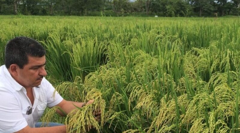 Autoridades de la Sag buscan impulsar producción de arroz en el país