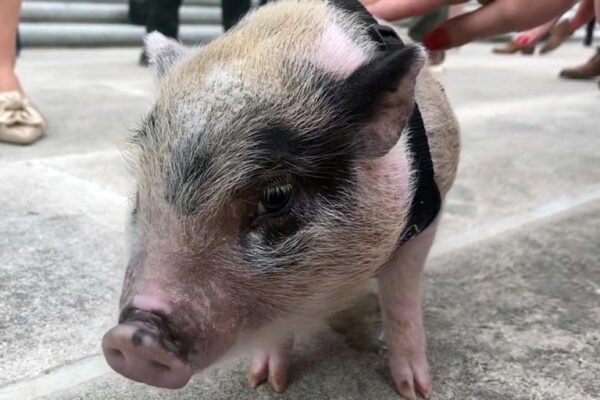Histórico: Así fue el primer trasplante de pulmón de cerdo a humano de la historia