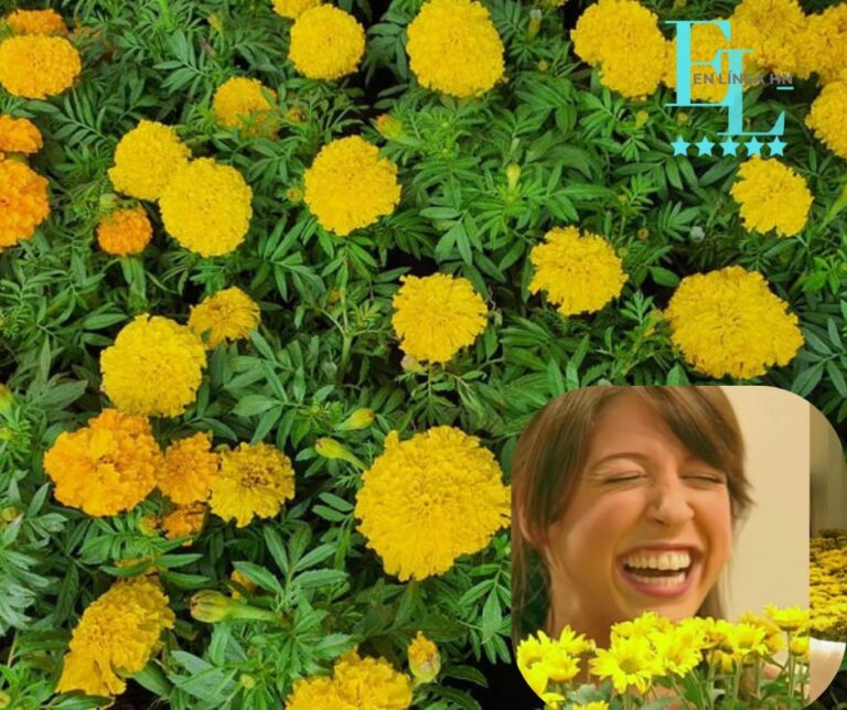 ¿Por qué se regalan flores amarillas en septiembre?